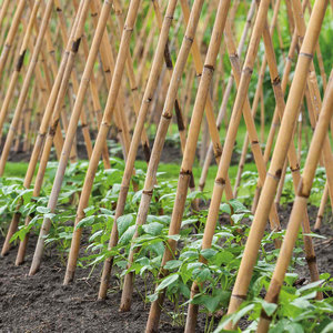 Grow It Bamboo Canes Pre-Pack 1.2m (20)