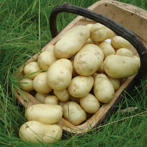 Sharpes Express First Early Seed Potatoes 2kg