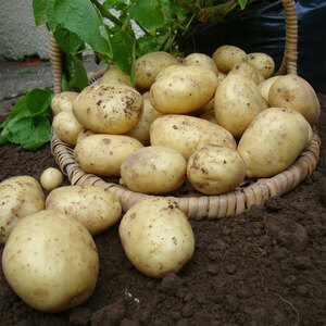 First Earlies Orla Seed Potatoes 2kg