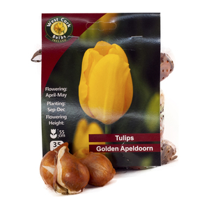 Tulip Golden Apeldoorn 35 Bulbs
