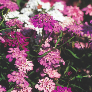 Suttons Seed Candytuft Fairy Mix