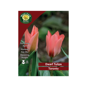Tulip Toronto Flowers 35 Bulbs