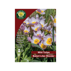 Lilac Wonder Wild Tulips 35 Bulbs