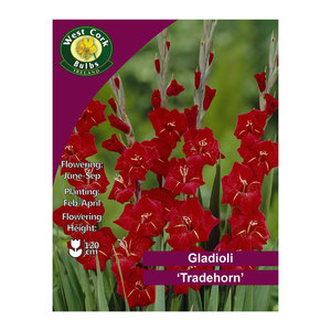Gladioli Flowering Tradehorn 10 Bulbs