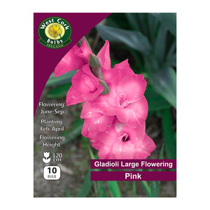 Gladioli Flowering Pink 10 Bulbs