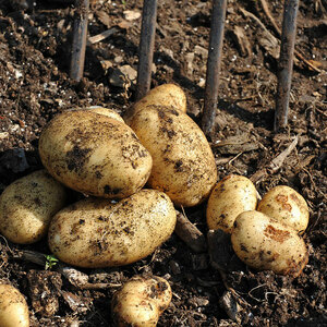 Potatoes Homeguard First Earlies 5kg