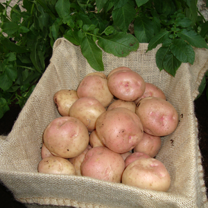 Kerr Pinks Maincrop Potatoes