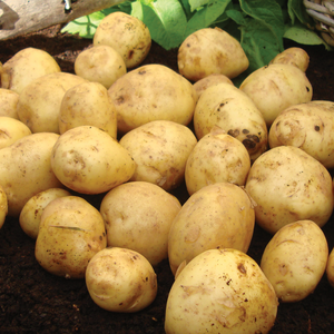 British Queen Second Early Seed Potatoes