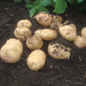 Record Maincrop Seed Potatoes