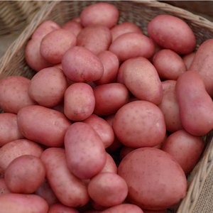 Roosters Maincrop Seed Potatoes