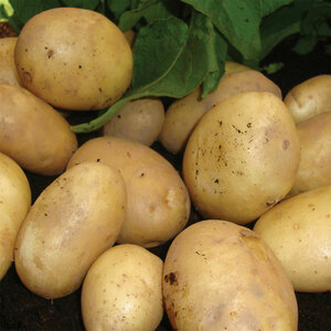 Home Guard First Early Seed Potatoes 2kg