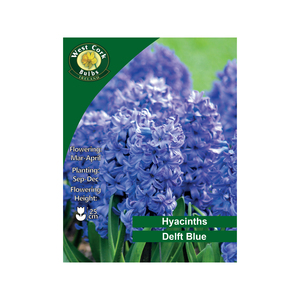 Deft Blue Hyacinths 3 Bulbs