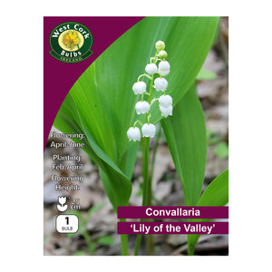 Convallaria Majalis - Lily Of The Valley 5 Pips